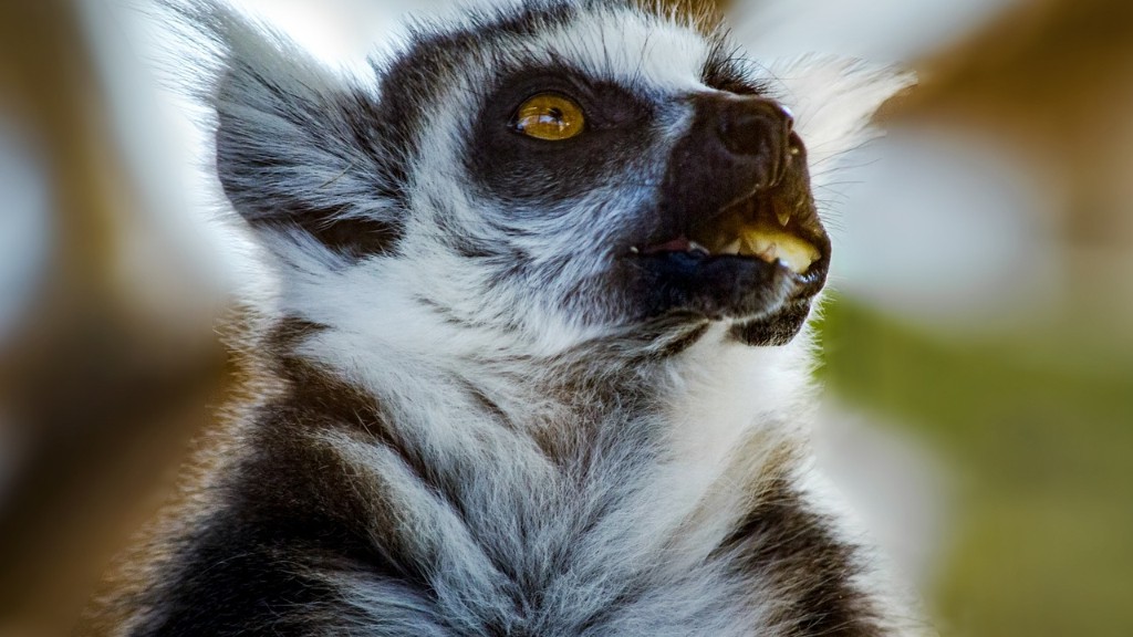 Quantos turistas visitam Madagascar a cada ano