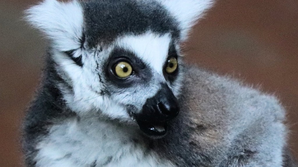 Quais são os animais mais perigosos de Madagascar
